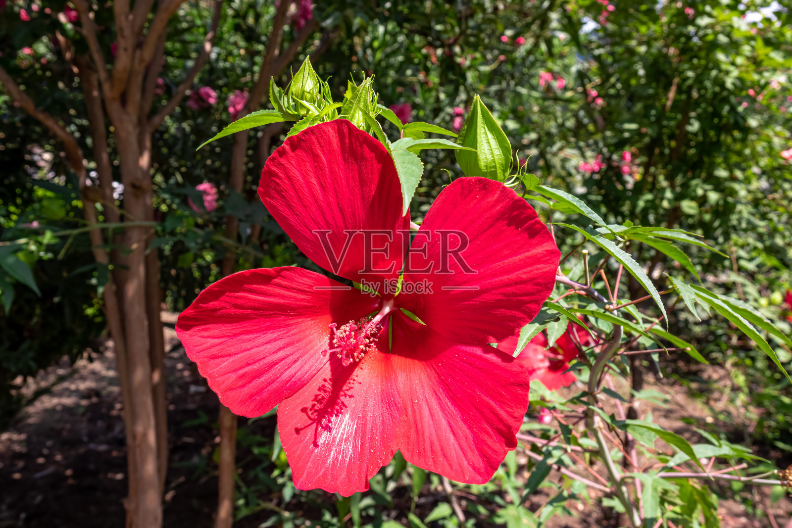 第比利斯-红色木槿花的微距照片照片摄影图片