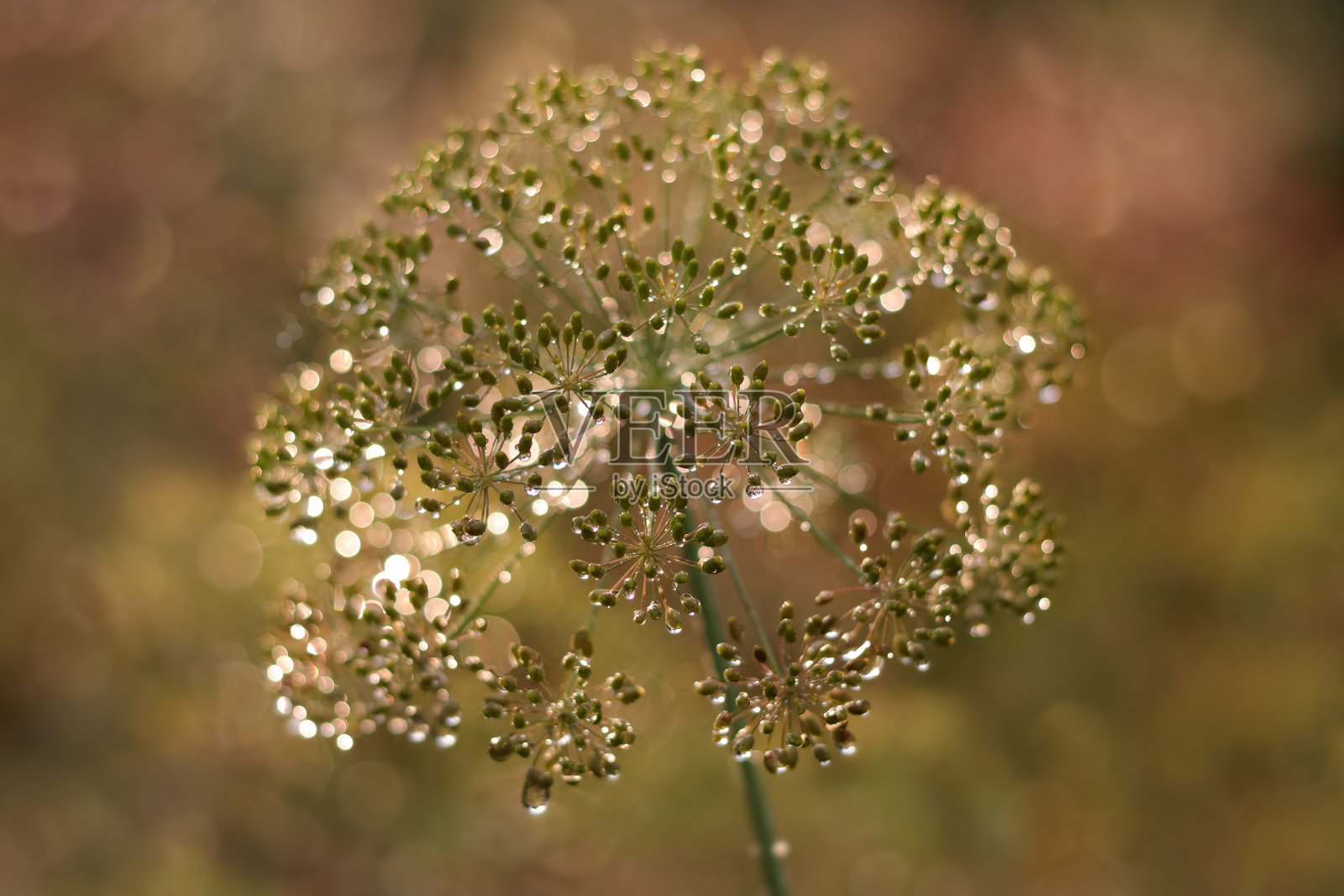 浪漫美丽闪亮的背景。照片摄影图片