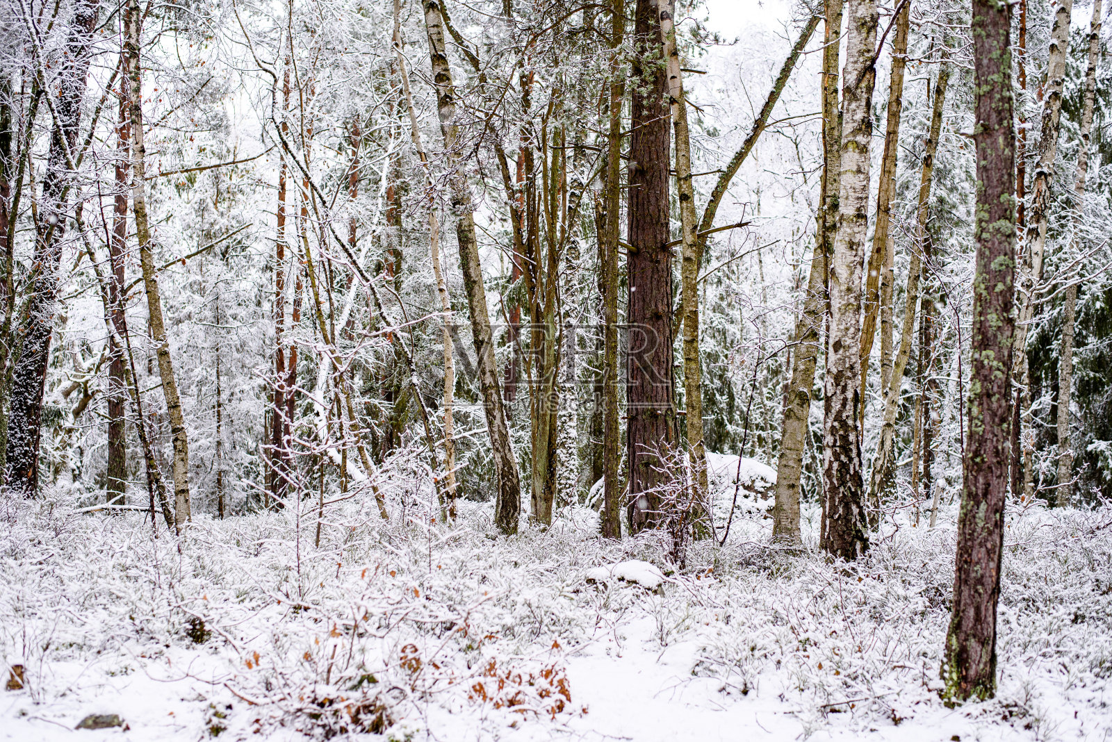 冬天在斯德哥尔摩，纳卡，瑞典照片摄影图片