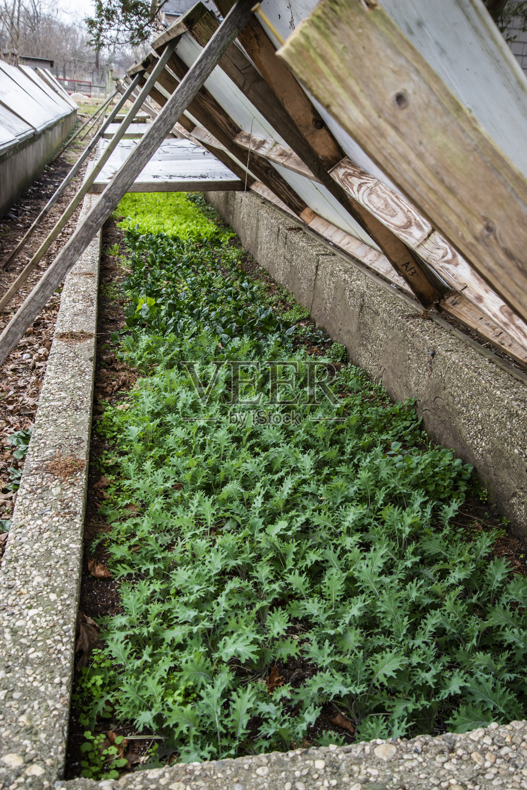 种植植物照片摄影图片