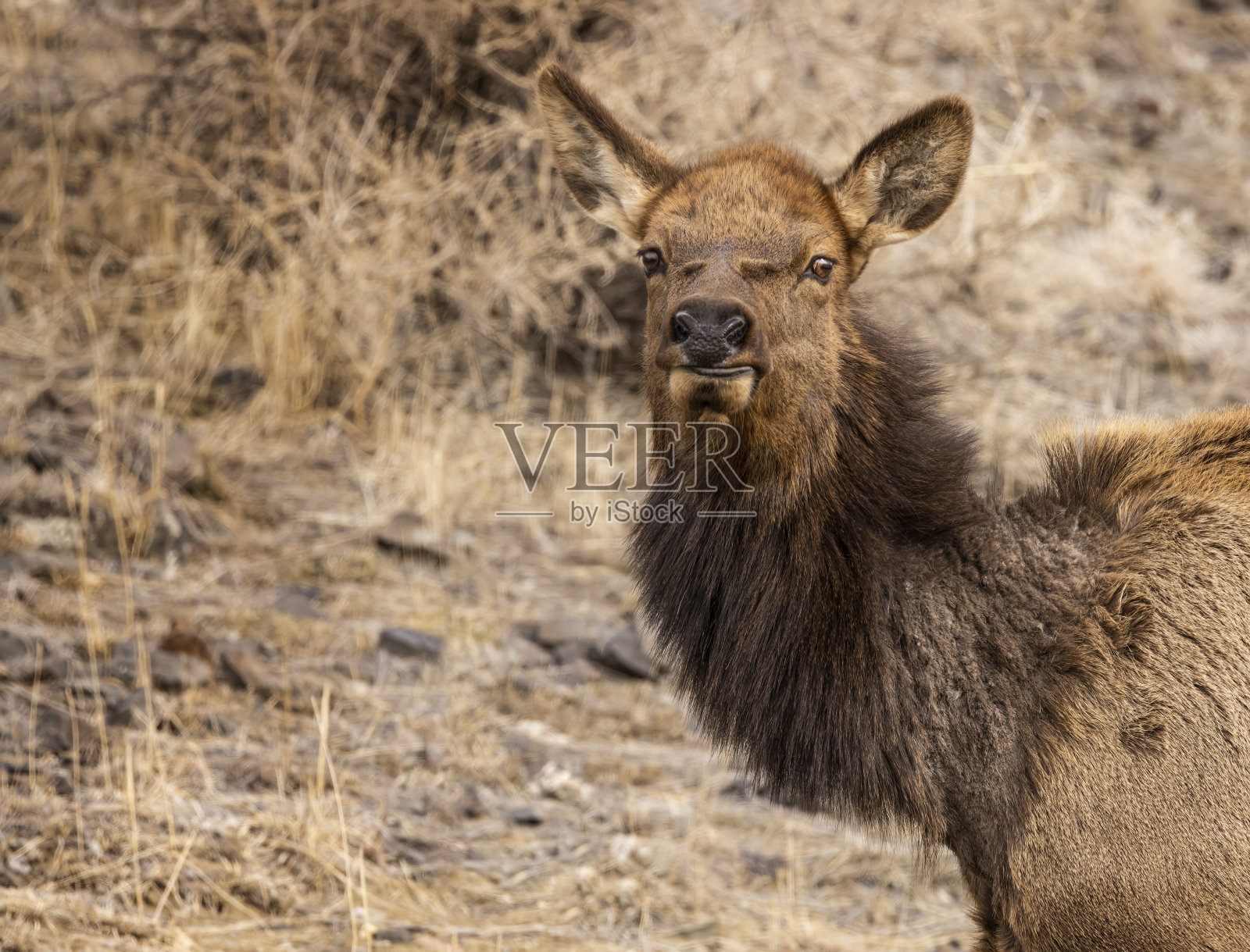 黄石公园麋鹿公园2022年2月照片摄影图片