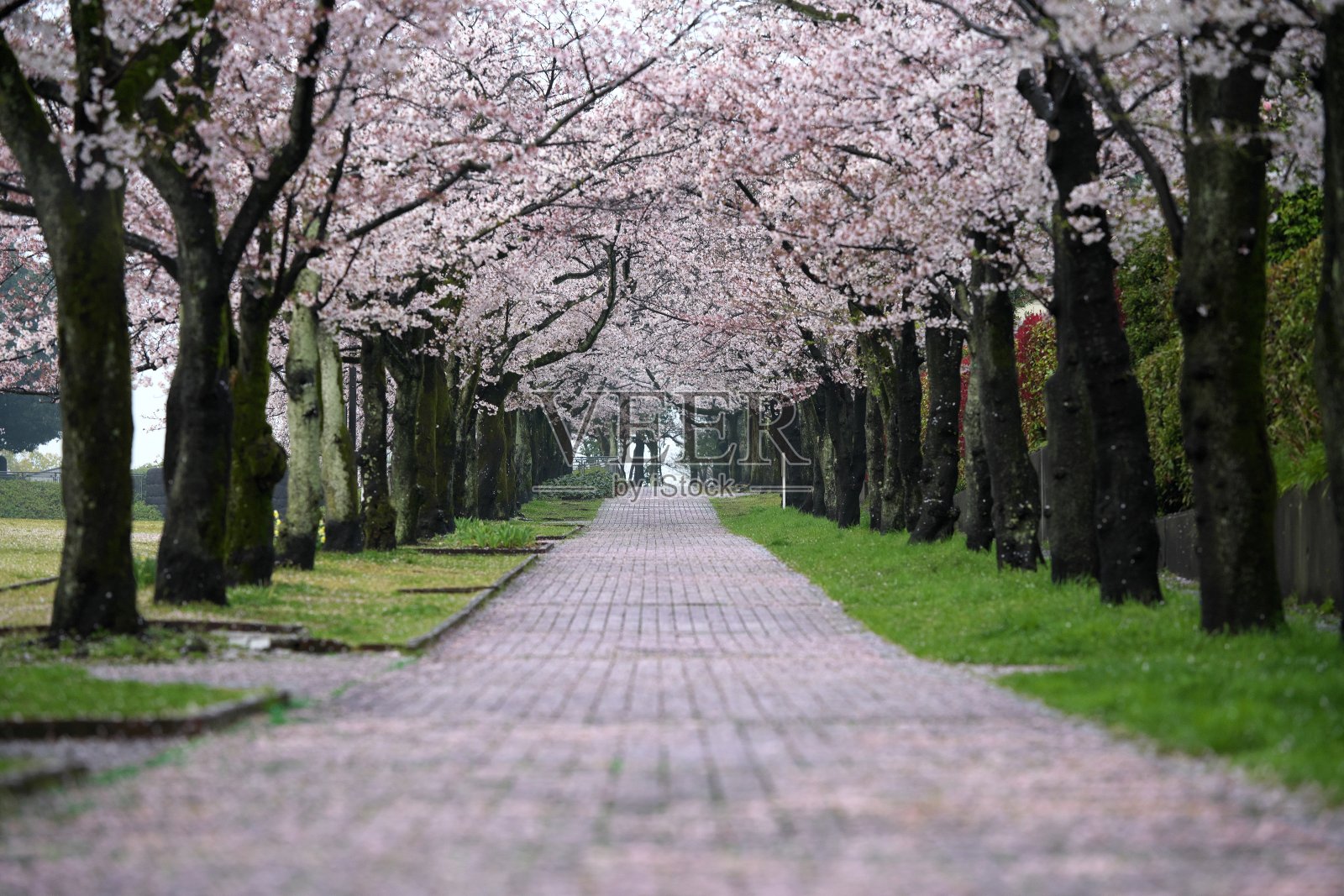 樱花和粉红色的花瓣落在路上照片摄影图片