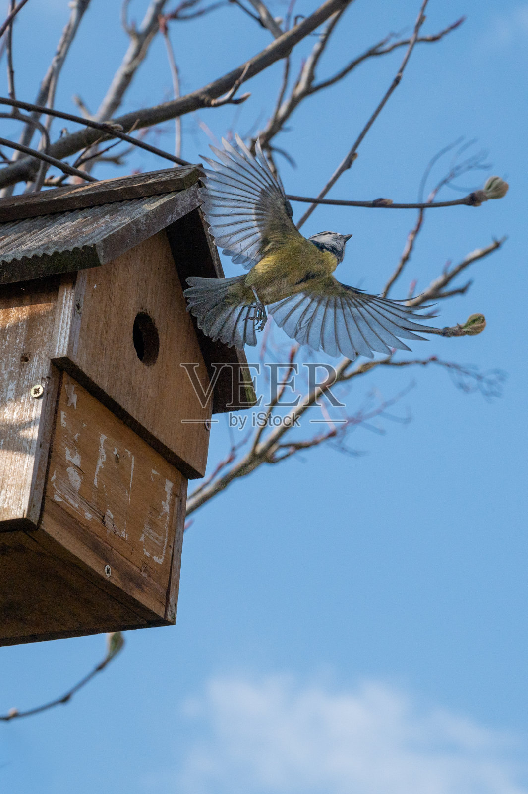 花园野生动物，蓝山雀，青花菊，用苔藓和树枝筑巢照片摄影图片