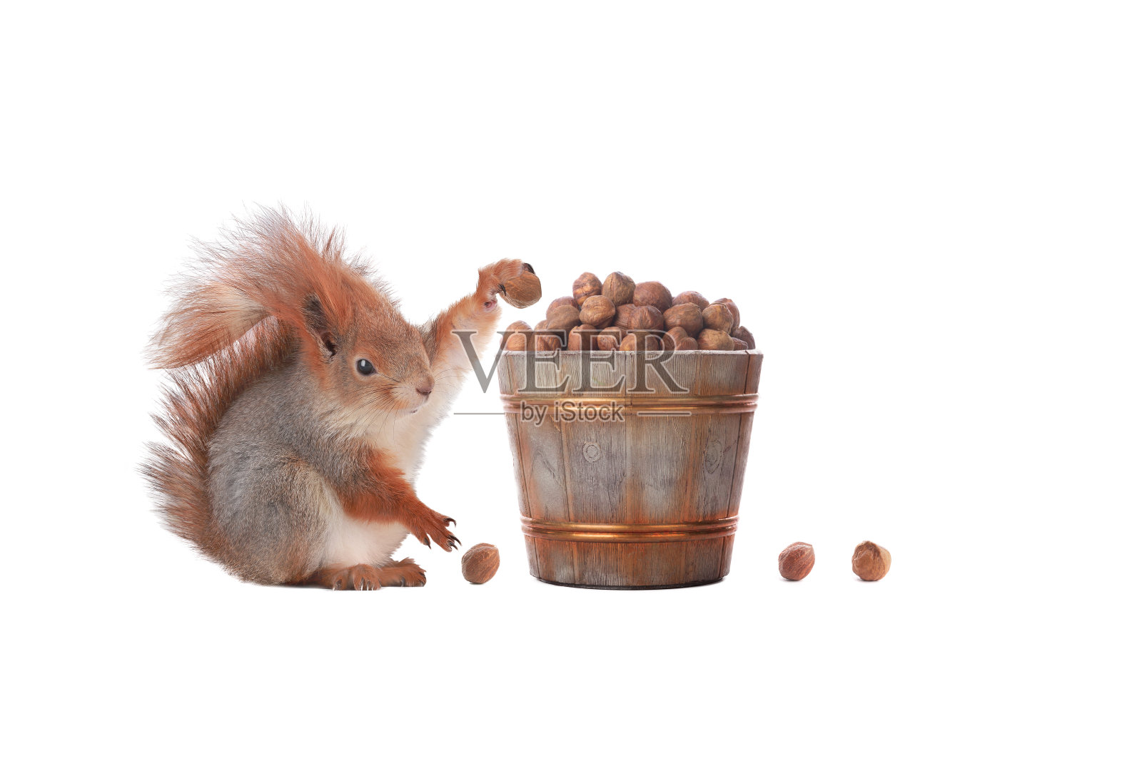 松鼠采摘榛子大桶孤立在白色背景上照片摄影图片