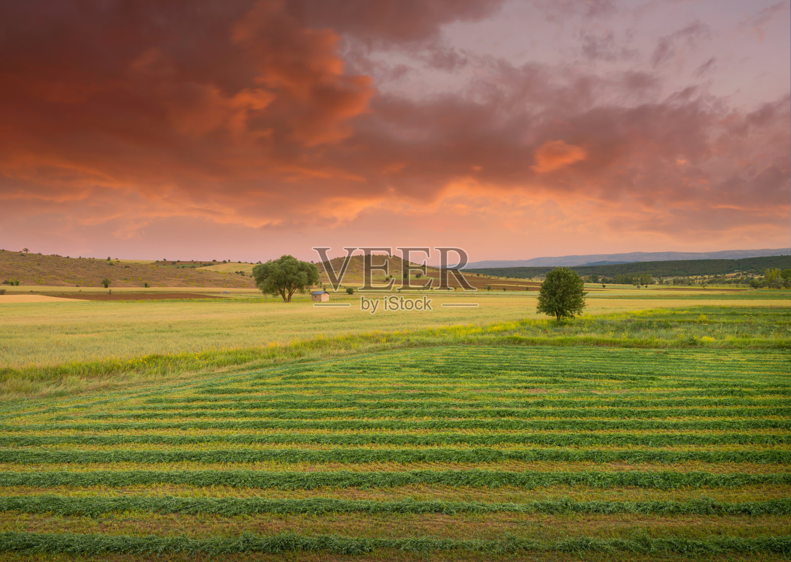 刈割的草地和农田照片摄影图片