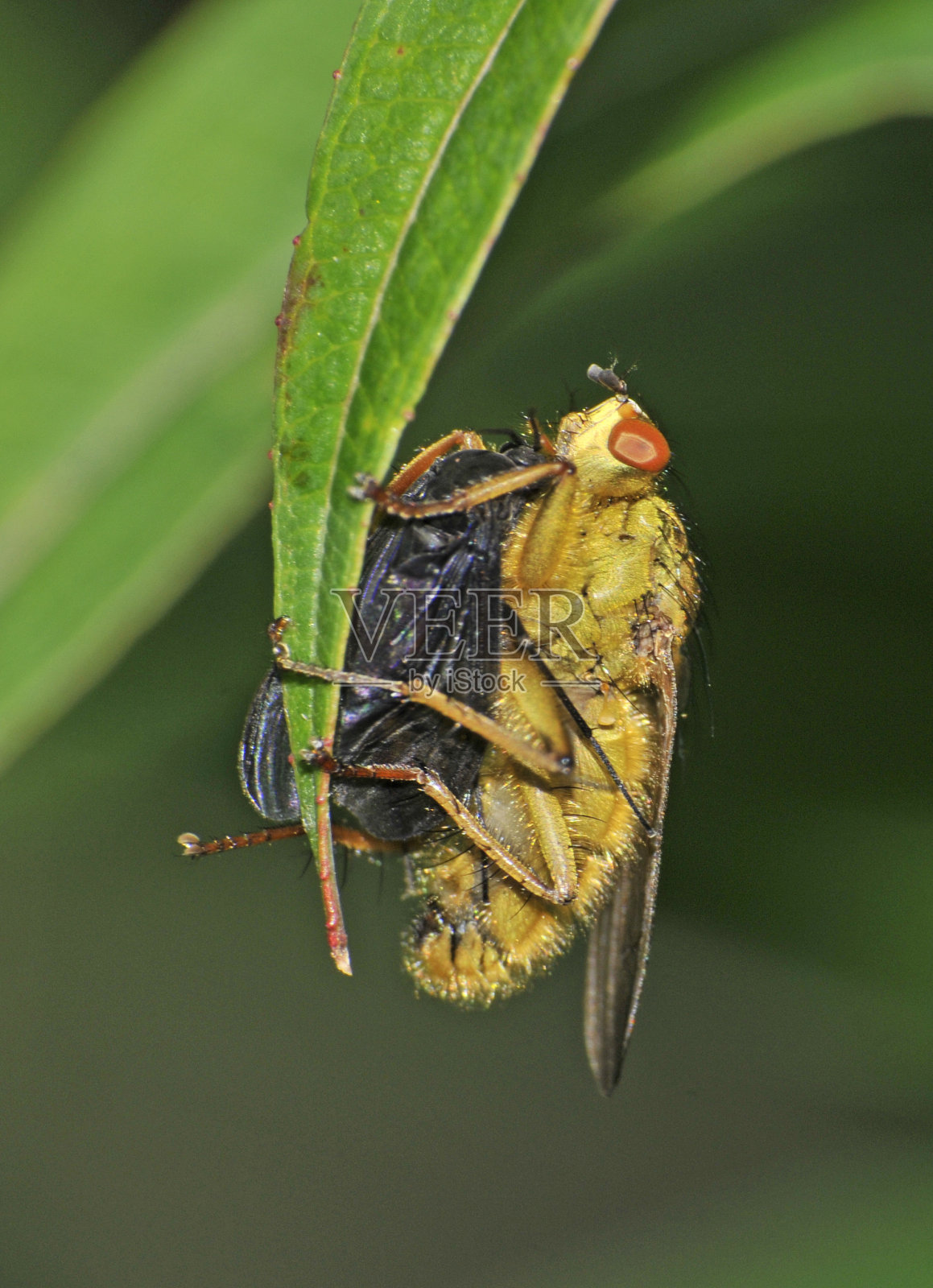 黄粪蝇，斯卡霍哈加蜣螂，不好。照片摄影图片