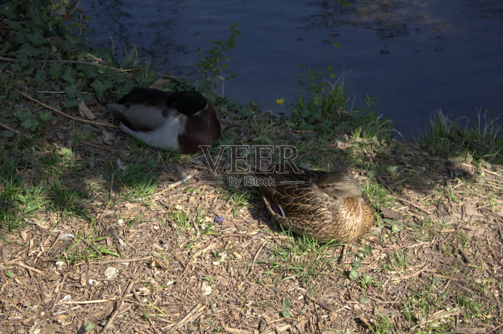 鸭子的日常生活图片照片摄影图片