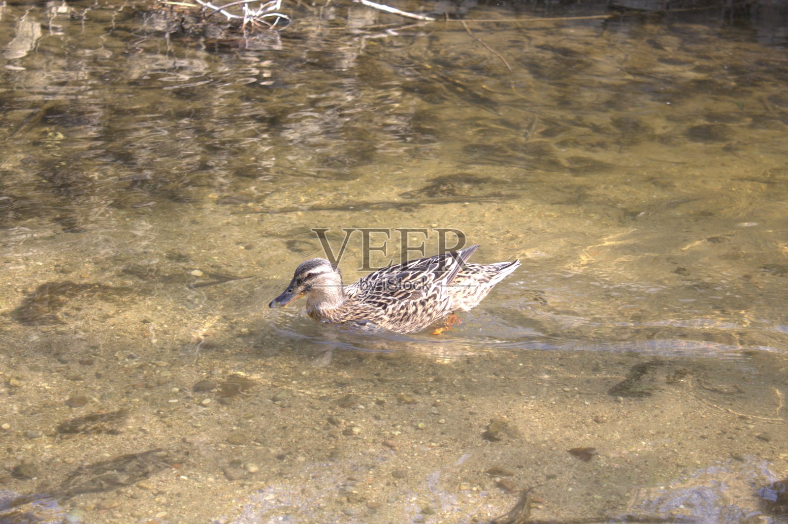 鸭子的日常生活图片照片摄影图片