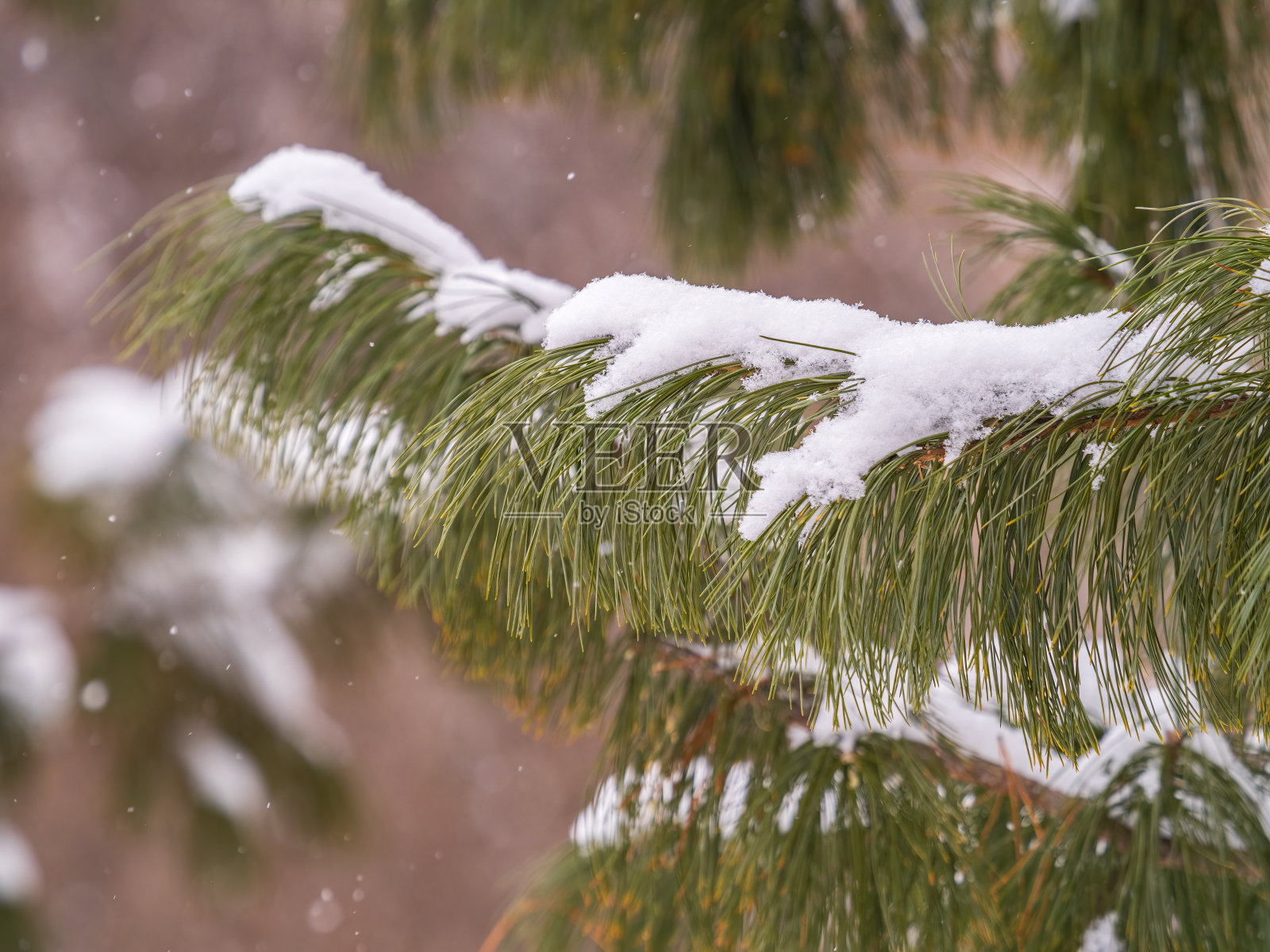 冬天的雪松树枝上长着毛茸茸的针叶，被雪覆盖着照片摄影图片