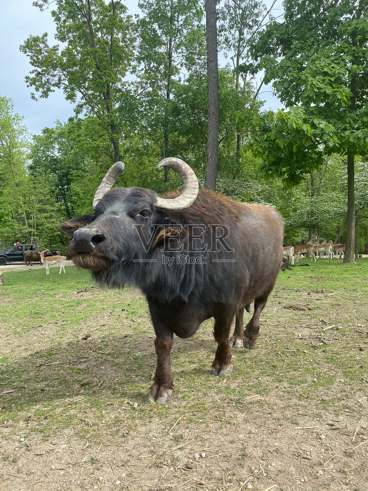 比尔蒂富尔水牛照片摄影图片