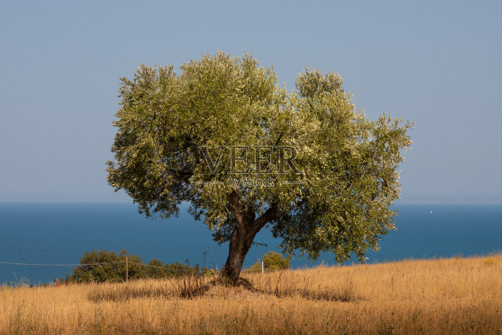 橄榄树与海滩和天空的背景照片摄影图片