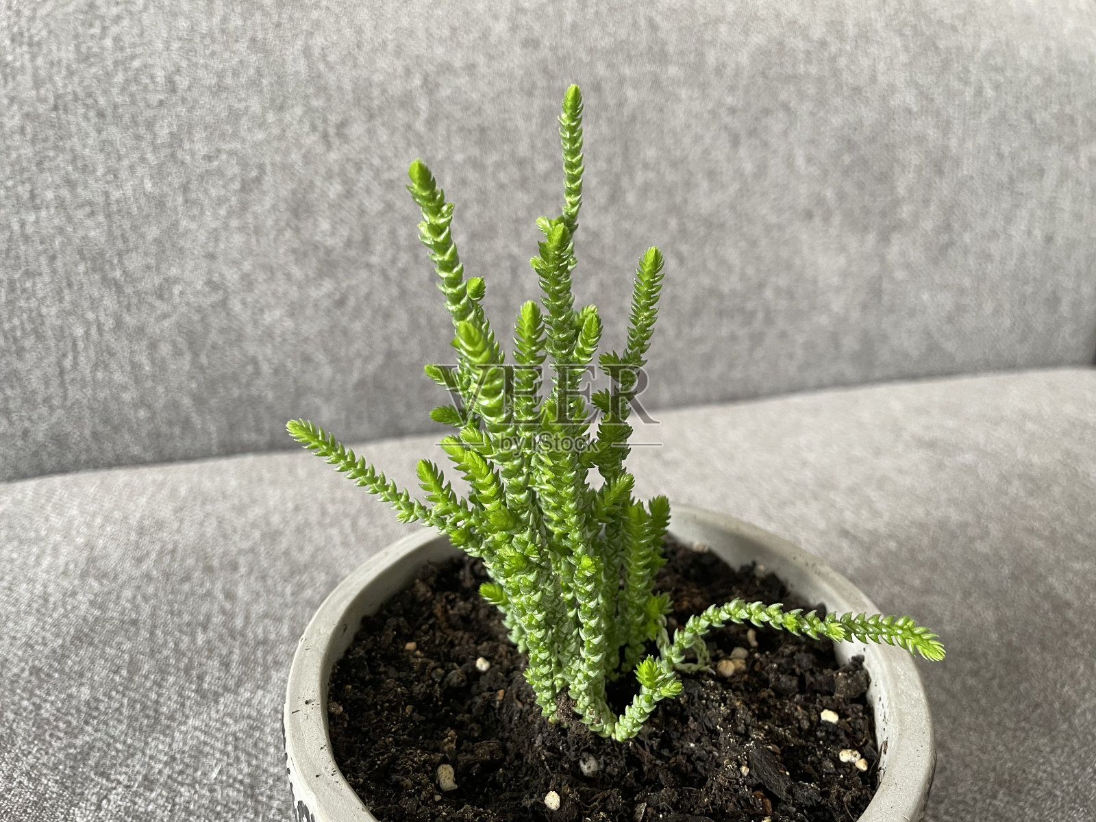 公主松照片摄影图片