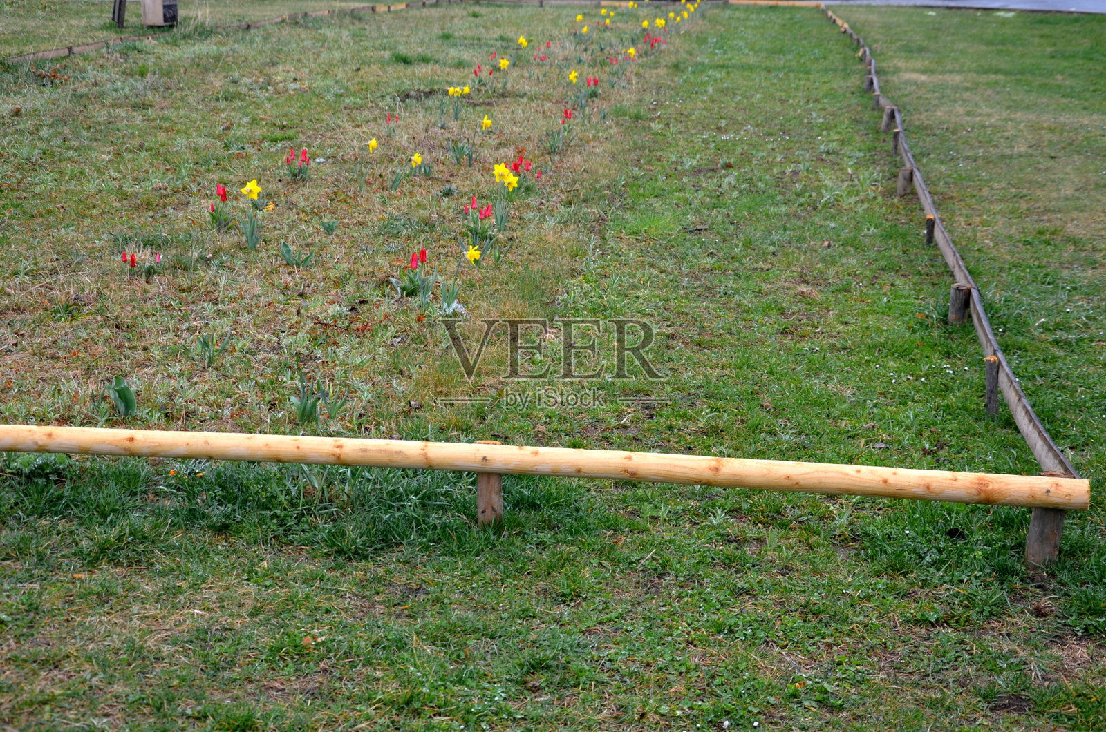 花团锦簇的草地初春，一年前由水仙建立在低矮的木杆围场后，开花的蜂草为大量的花粉播种，日出时，织物挂床照片摄影图片