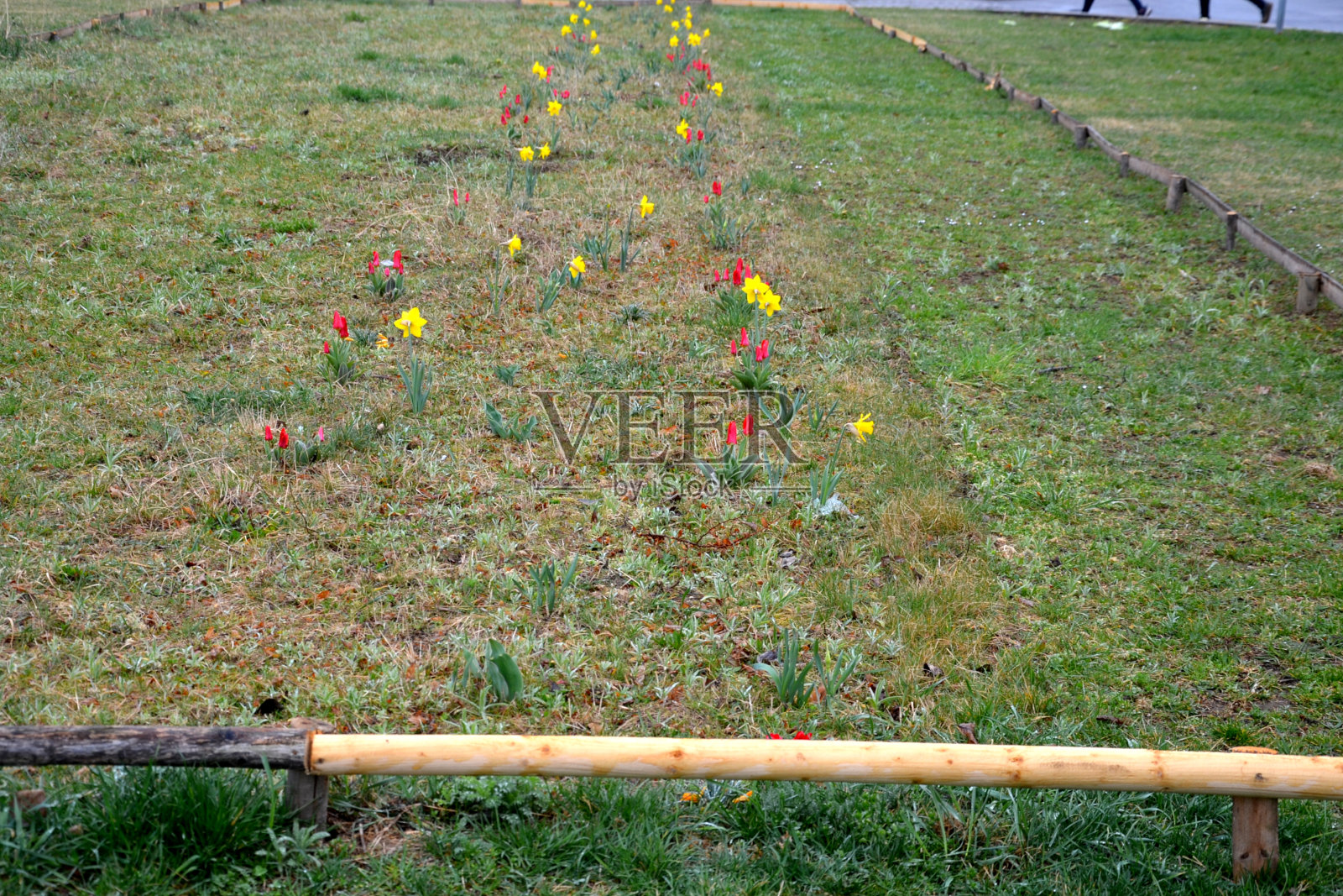 花团锦簇的草地初春，一年前由水仙建立在低矮的木杆围场后，开花的蜂草为大量的花粉播种，日出时，织物挂床照片摄影图片