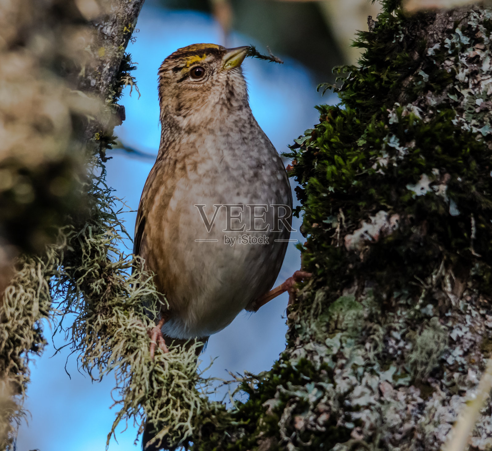 黄金加冕麻雀照片摄影图片