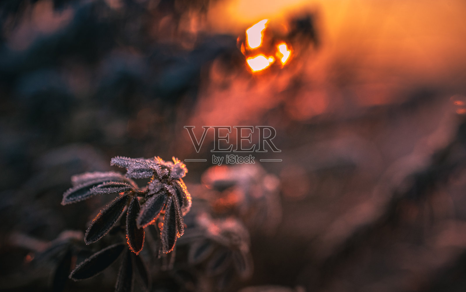 沐浴在阳光和露水中的清晨大自然照片摄影图片