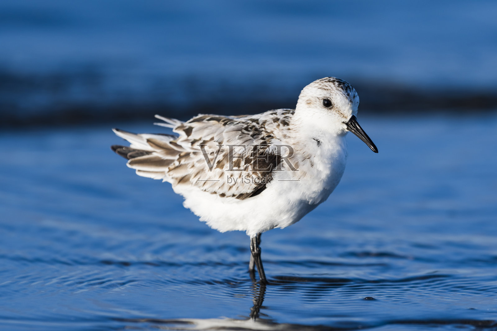 三趾鹬照片摄影图片