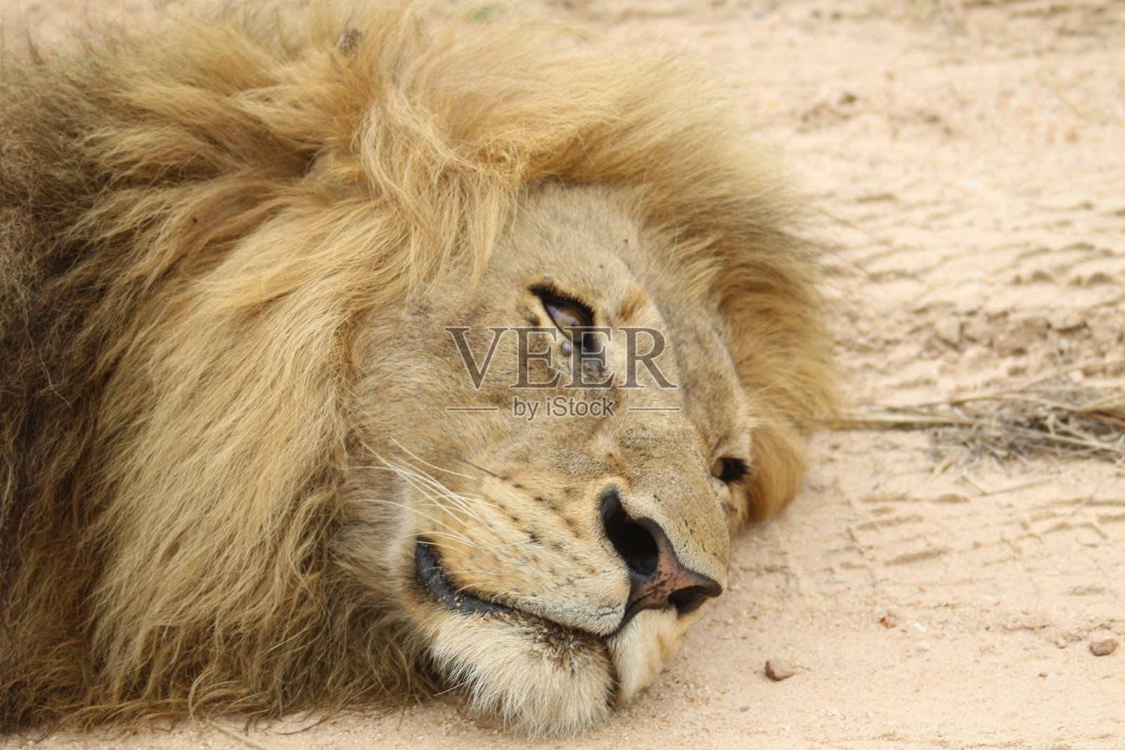 成年雄狮，躺在阳光下的沙土路上。照片摄影图片