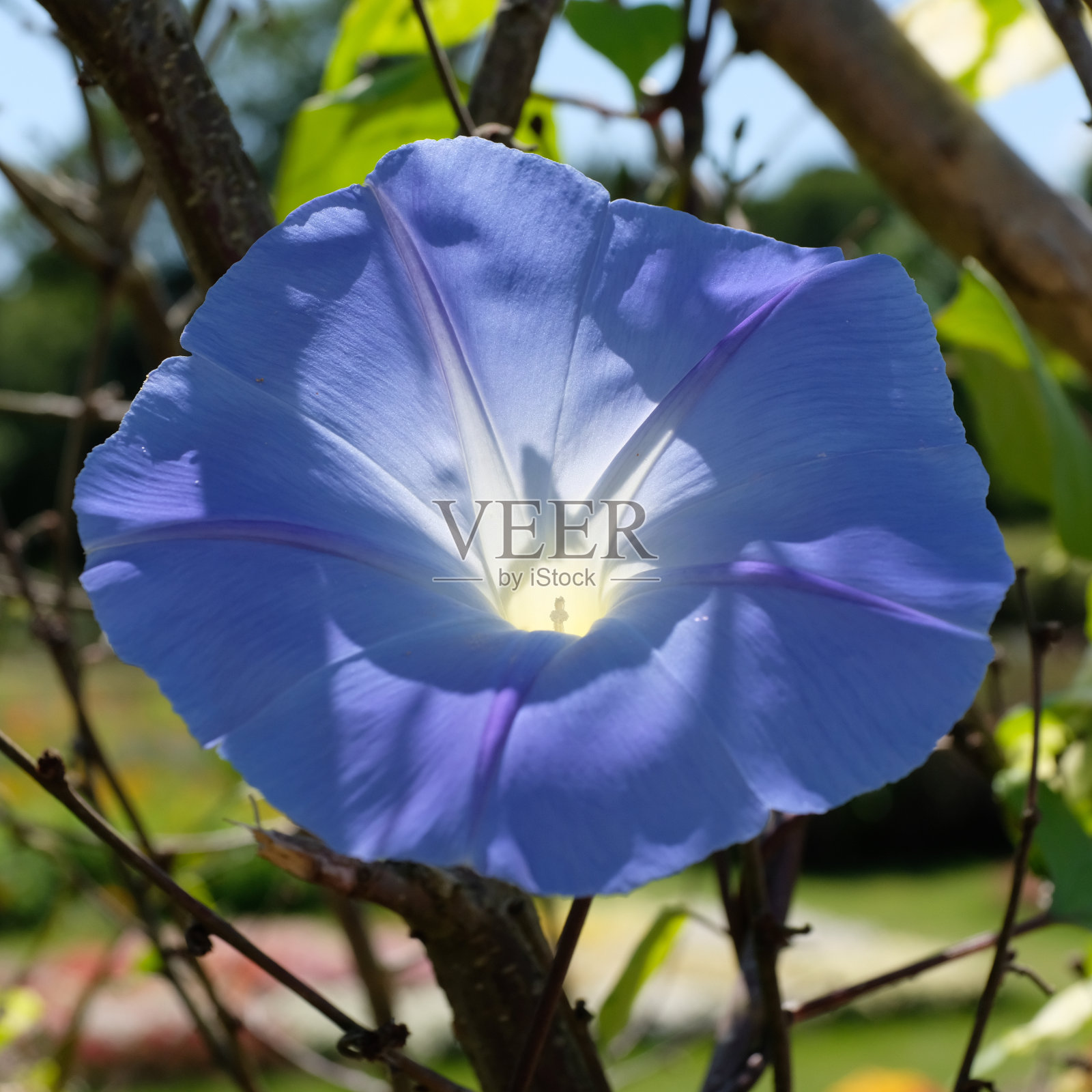 夏天的三色番荔枝“天蓝”(俗称牵牛花)照片摄影图片