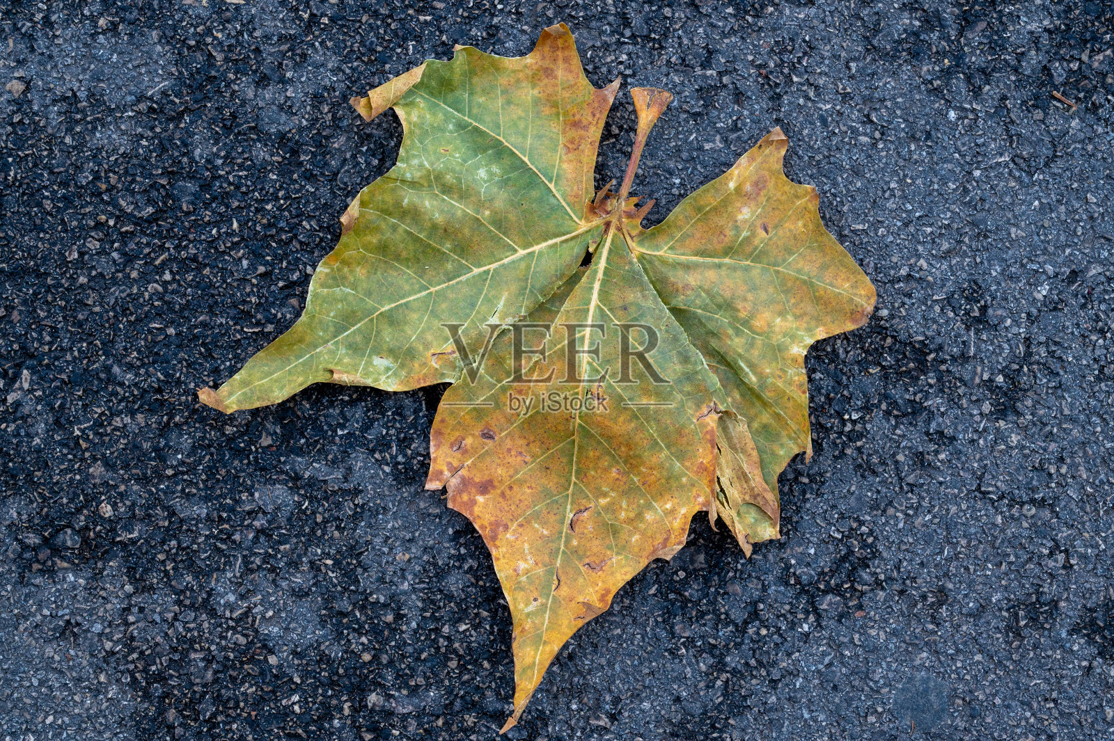 成熟的女人正把潮湿的落叶从车道上铲到院子里的垃圾容器里，背景是花园和房子。照片摄影图片