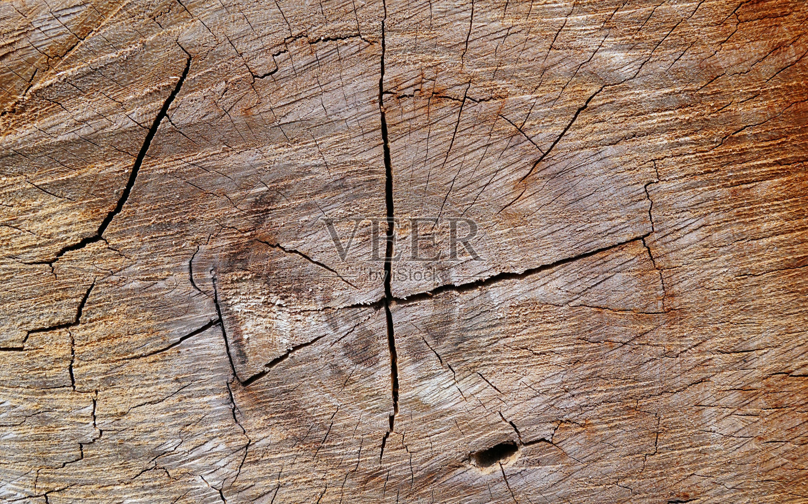 树干纹理的横截面照片摄影图片