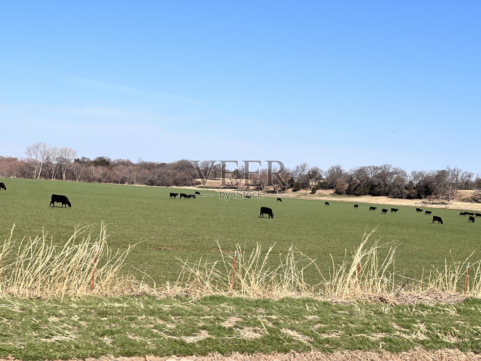 中国的牛照片摄影图片