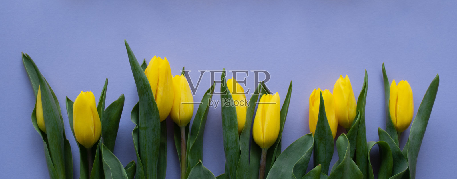 紫色背景上的黄色郁金香banner。留白。春天、问候、生日的概念照片摄影图片