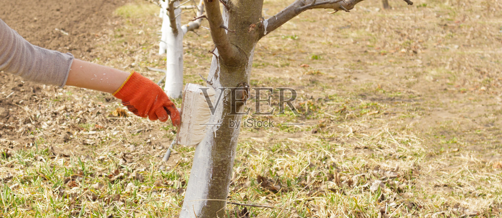 春天的花园里，一个女孩正在粉刷树干。粉刷春天的树木，防止虫害。照片摄影图片