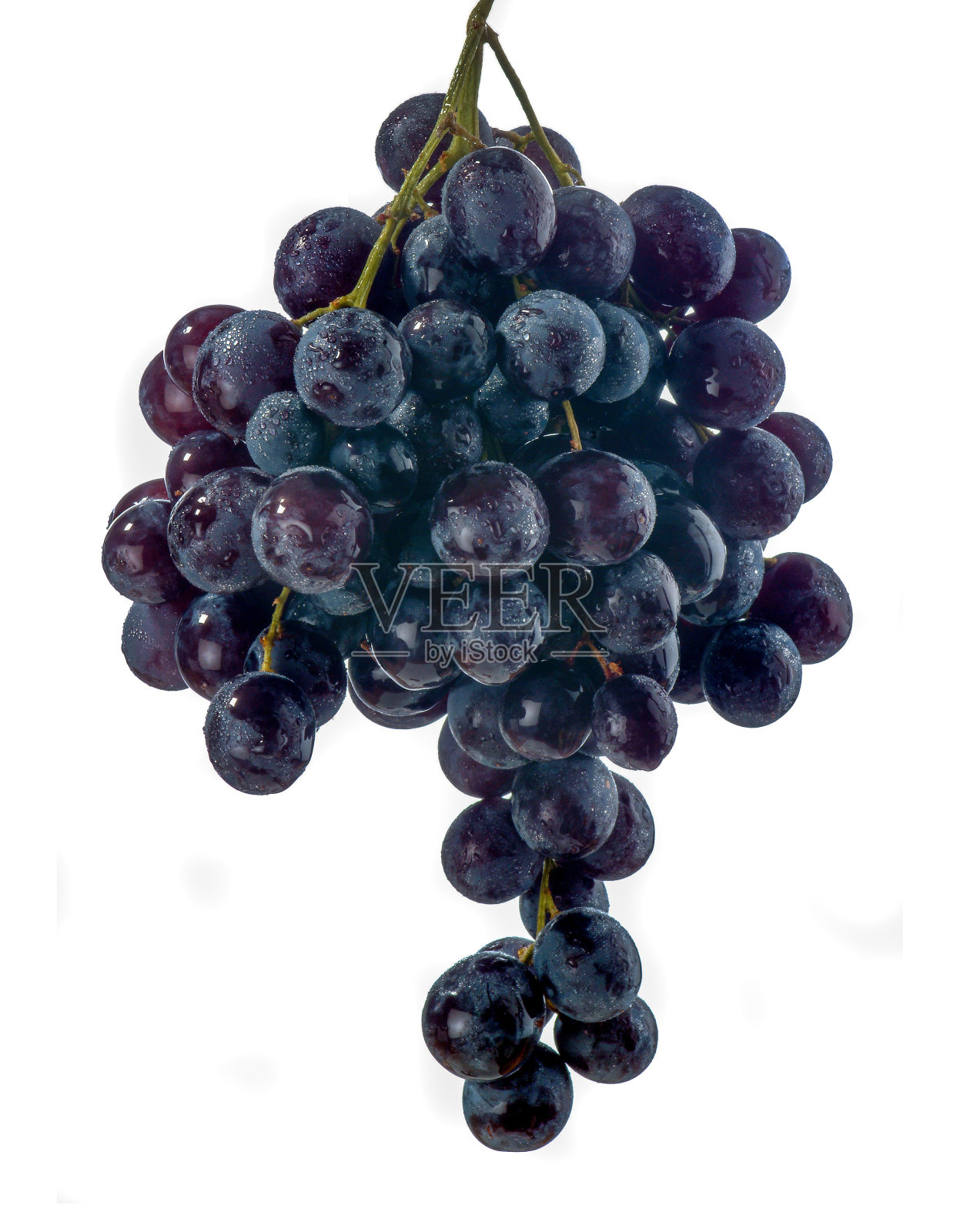 一串黑葡萄孤立在白色的背景上照片摄影图片