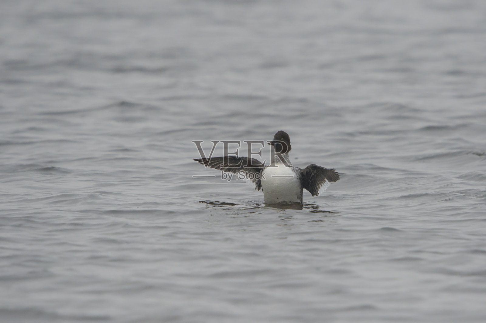 常见的《黄金眼》在内的邦德系列照片摄影图片