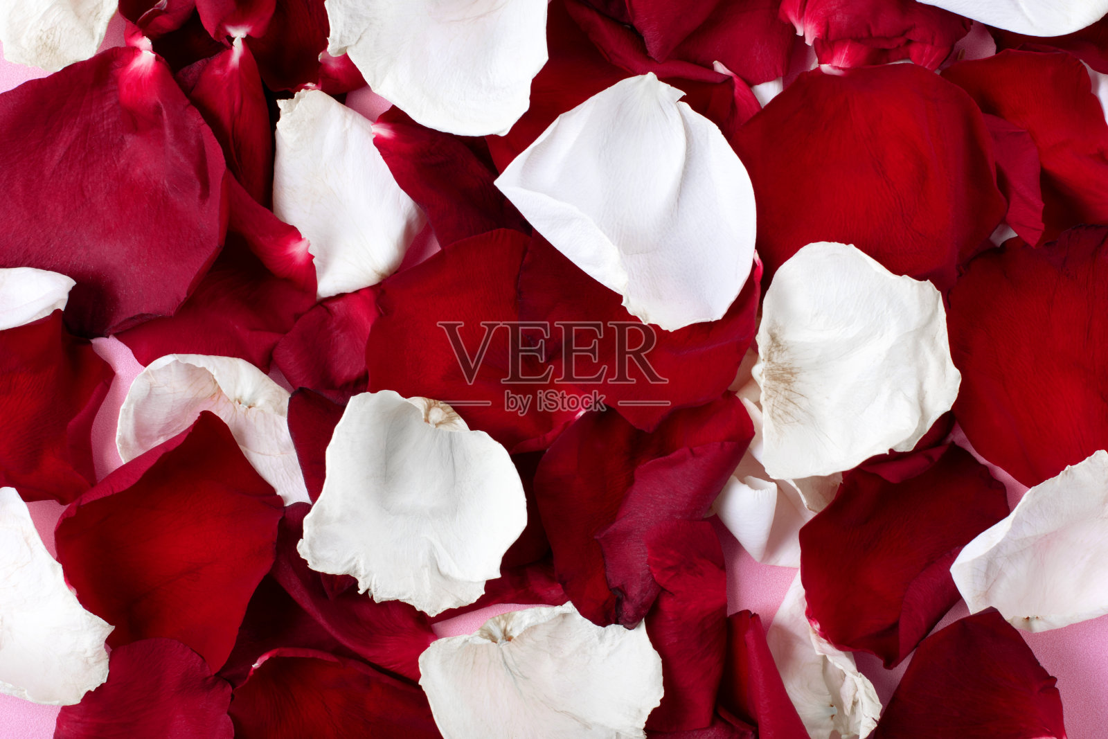 背景红色和白色的玫瑰花瓣照片摄影图片