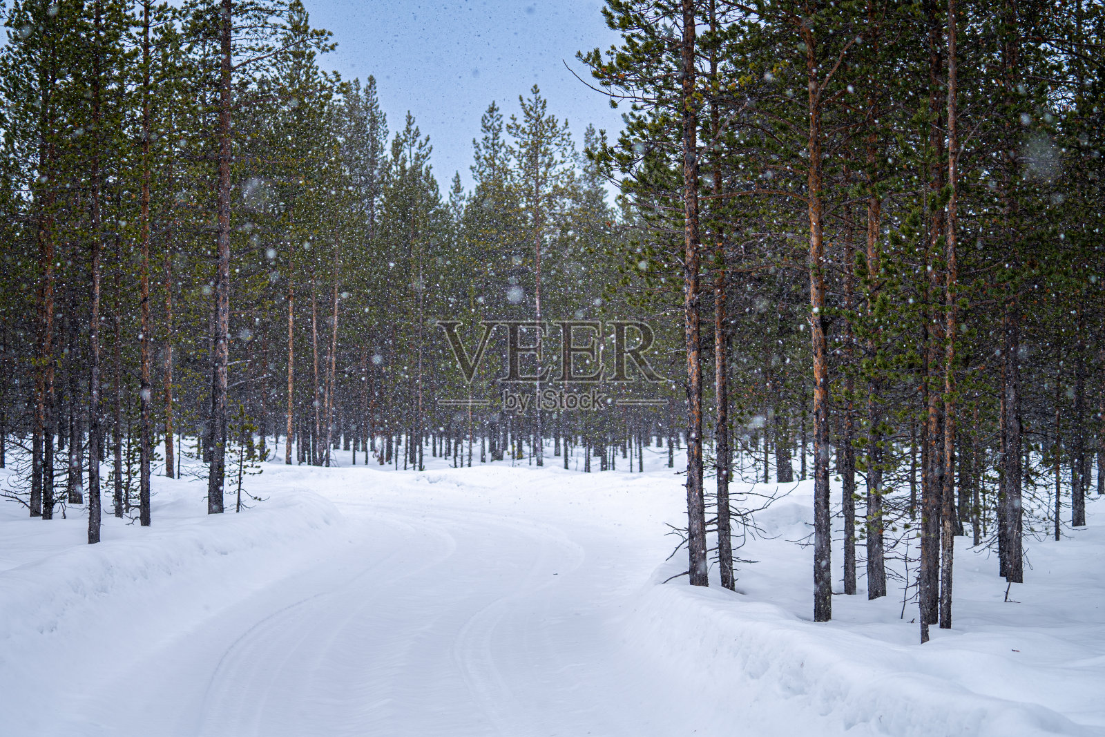 下雪的森林松柏照片摄影图片