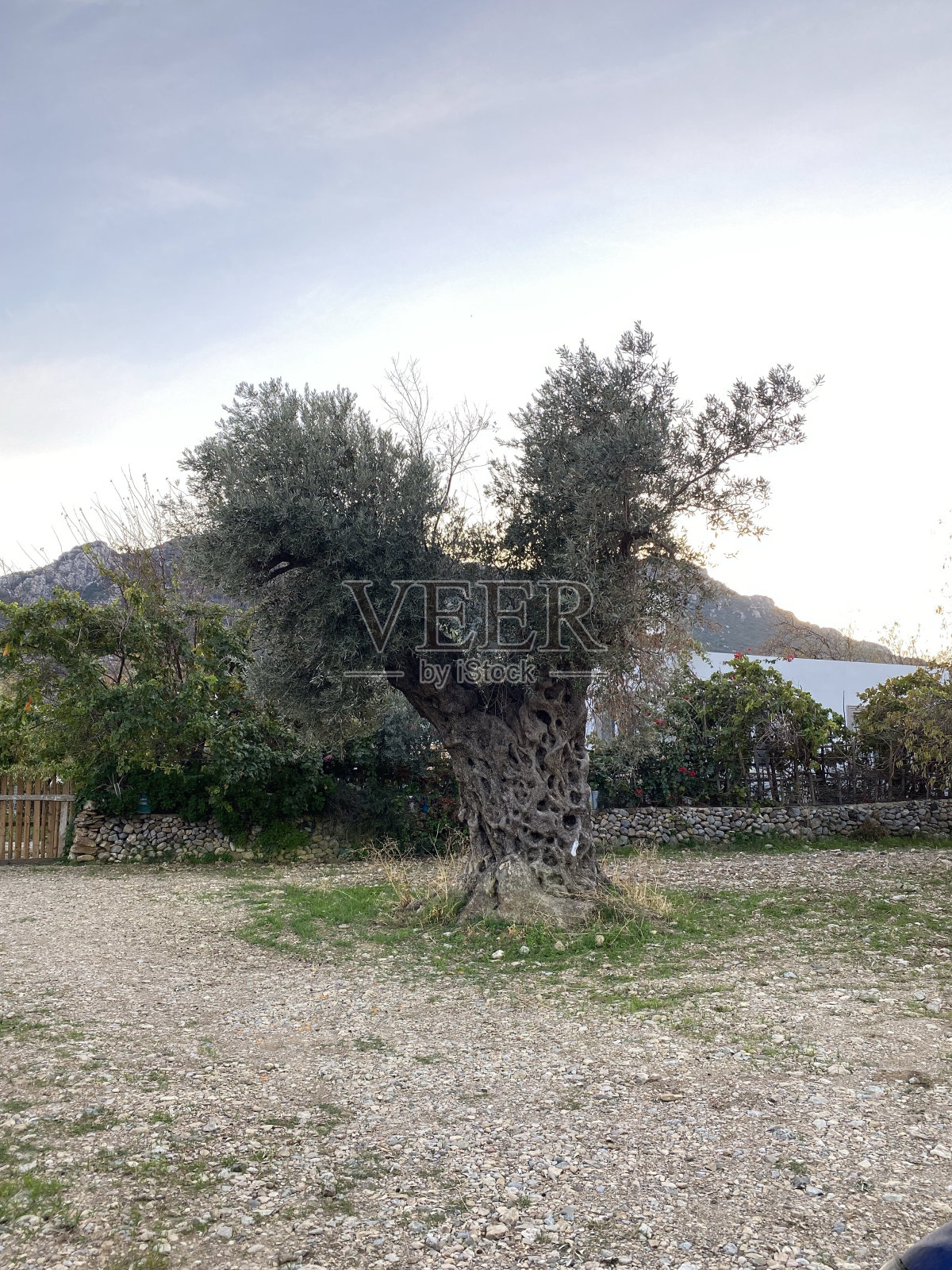 橄榄树照片摄影图片