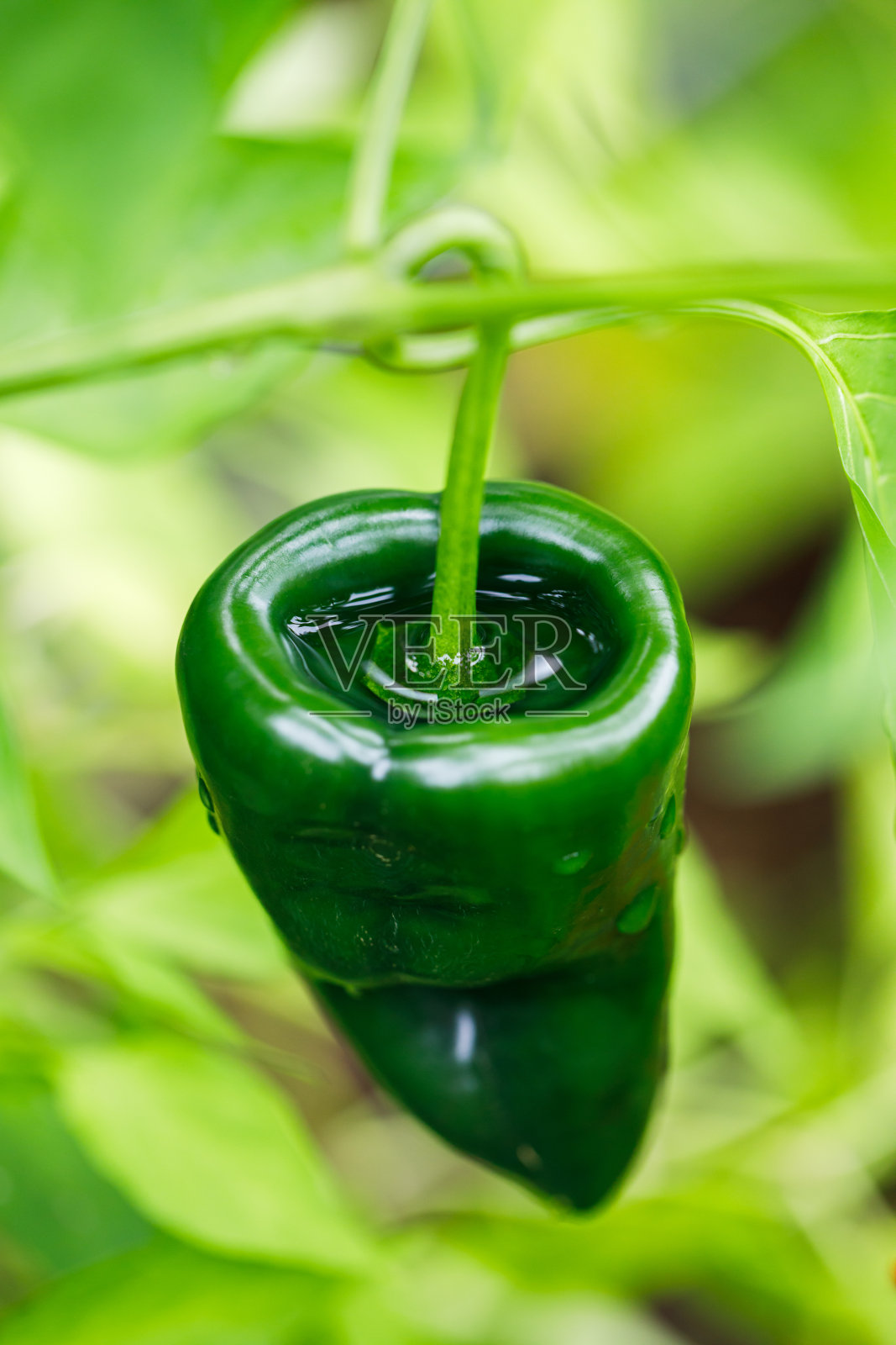 葡萄藤上的波布拉诺辣椒照片摄影图片