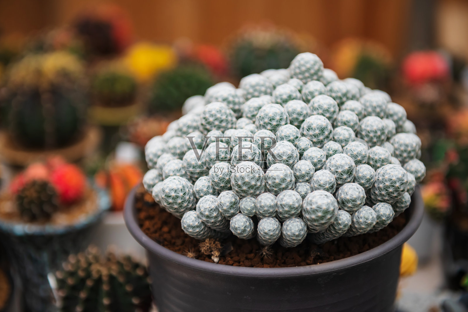 乳绵属仙人掌，圆形，白色毛照片摄影图片