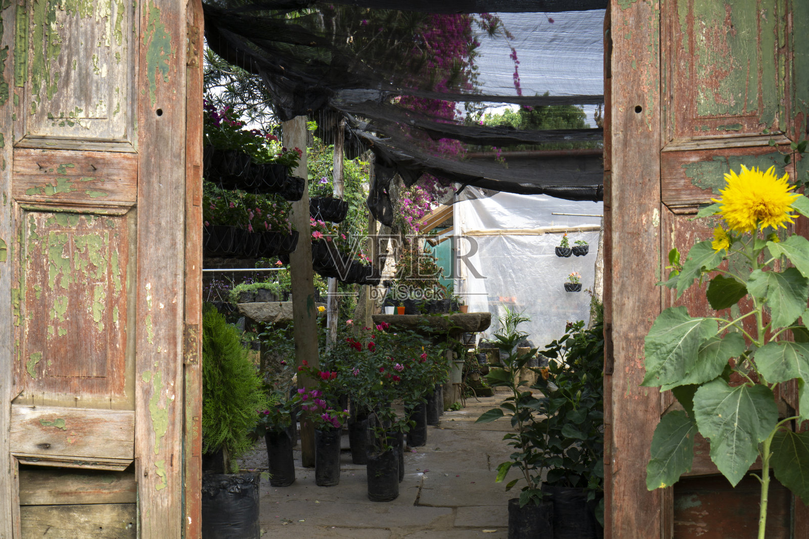 打开带有育儿室内部视图的旧防风门。户外销售各种植物和花盆照片摄影图片