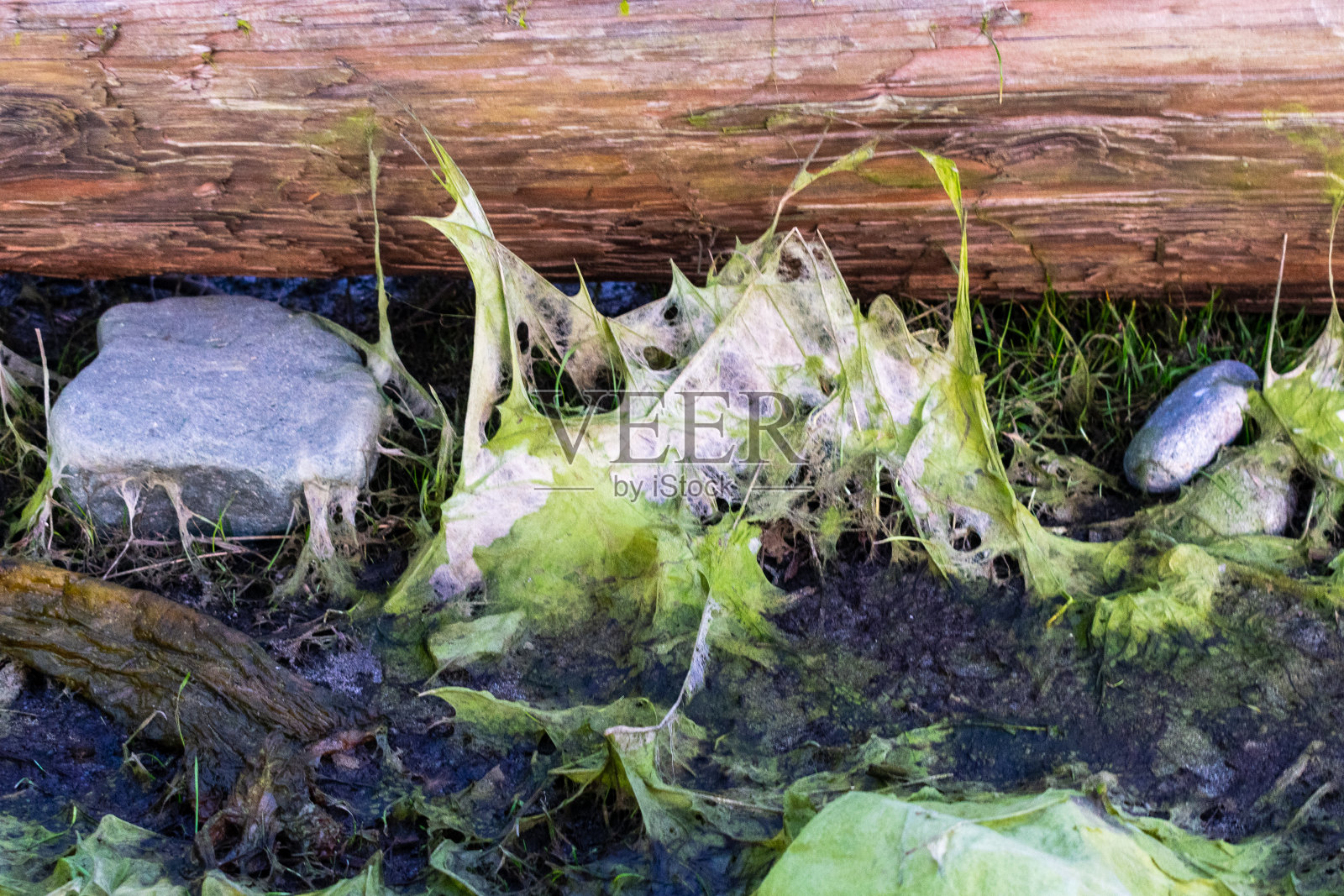 华盛顿惠德比岛的丝状藻类照片摄影图片