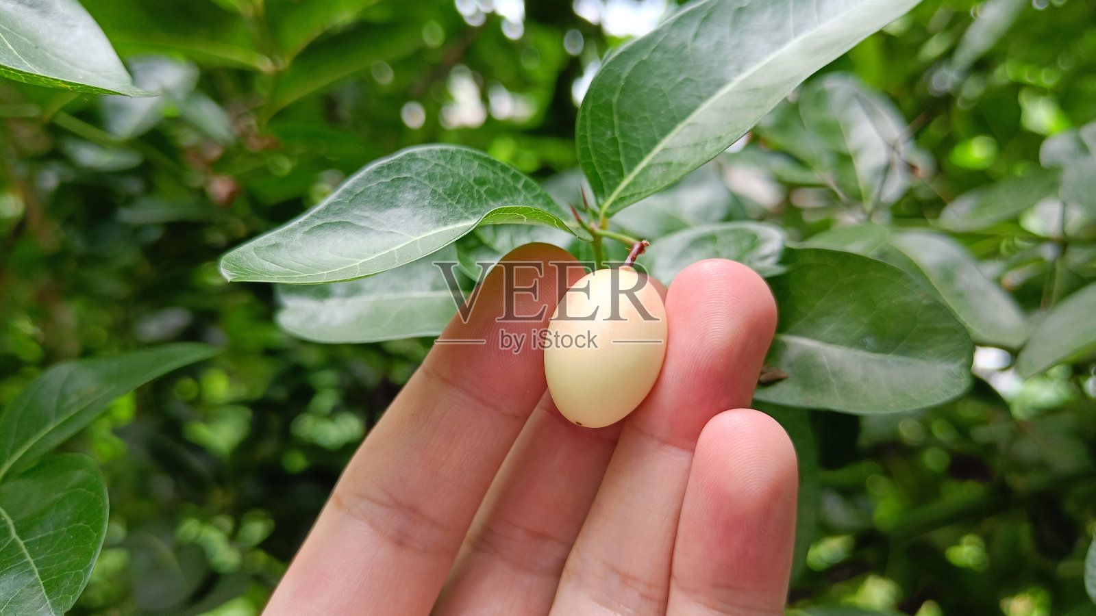 手拿着单Carissa carandas和绿叶照片摄影图片