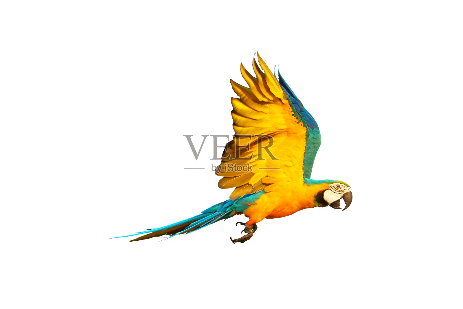 鹦鹉照片摄影图片