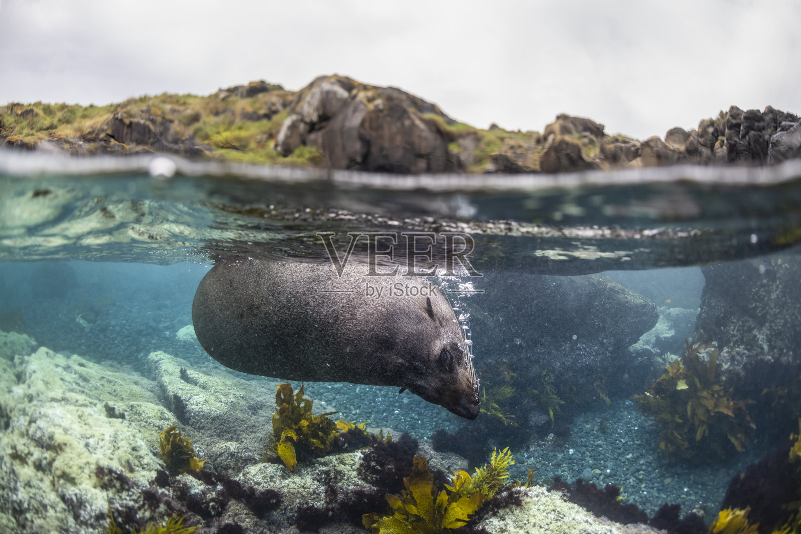 顽皮的海豹在水里游泳照片摄影图片