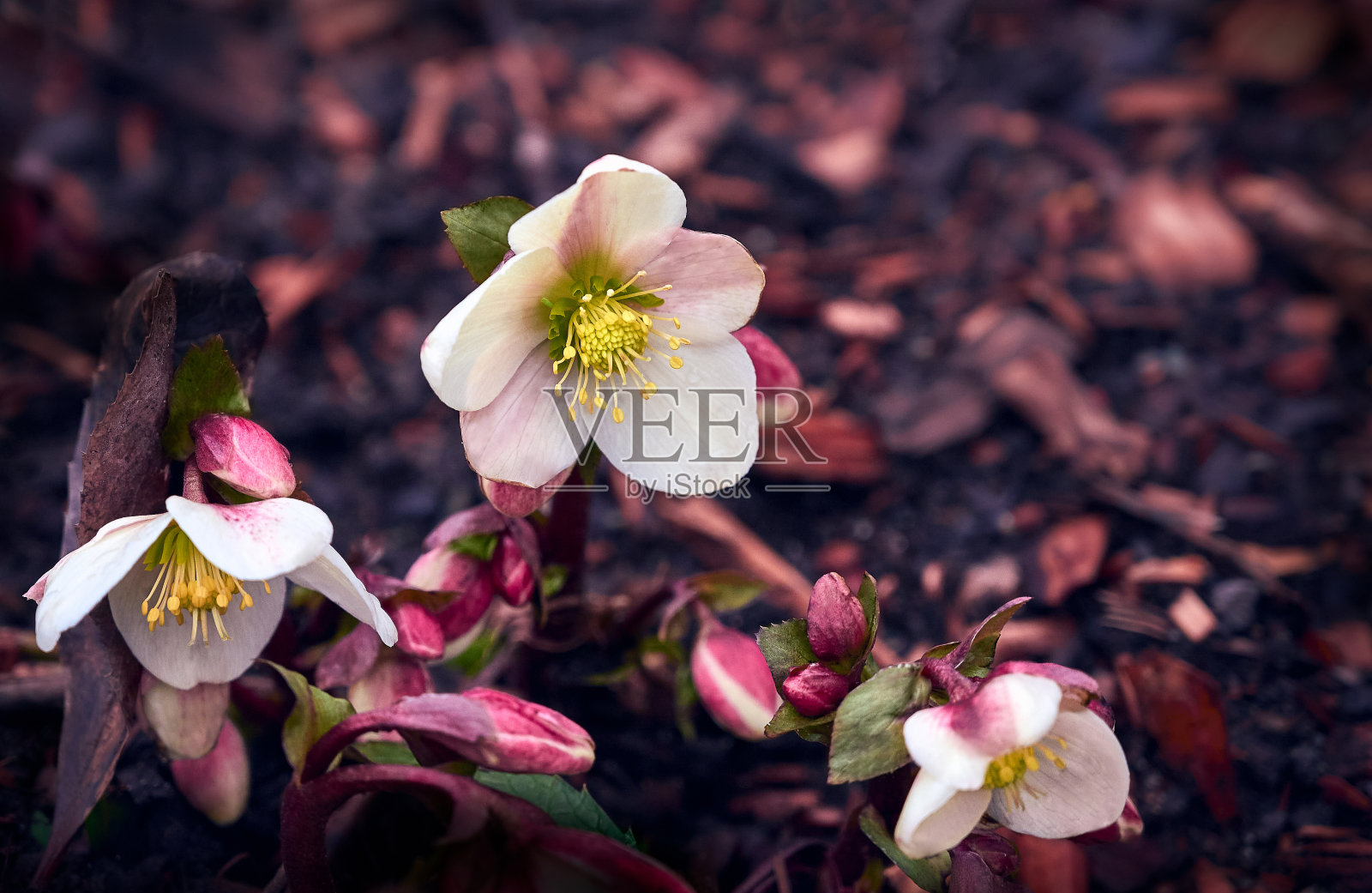 白色和粉红色的圣诞玫瑰的特写。照片摄影图片