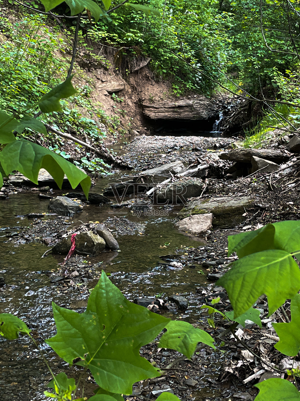 一条小溪穿过树林照片摄影图片
