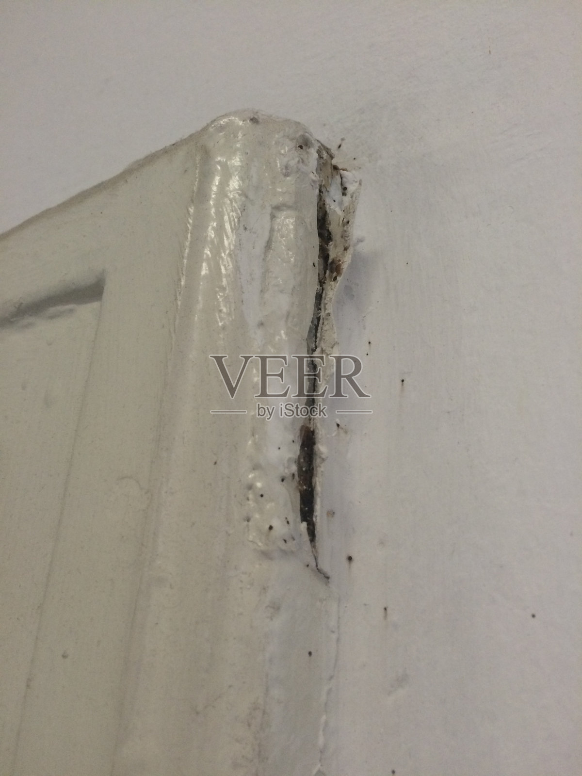 臭虫感染照片摄影图片