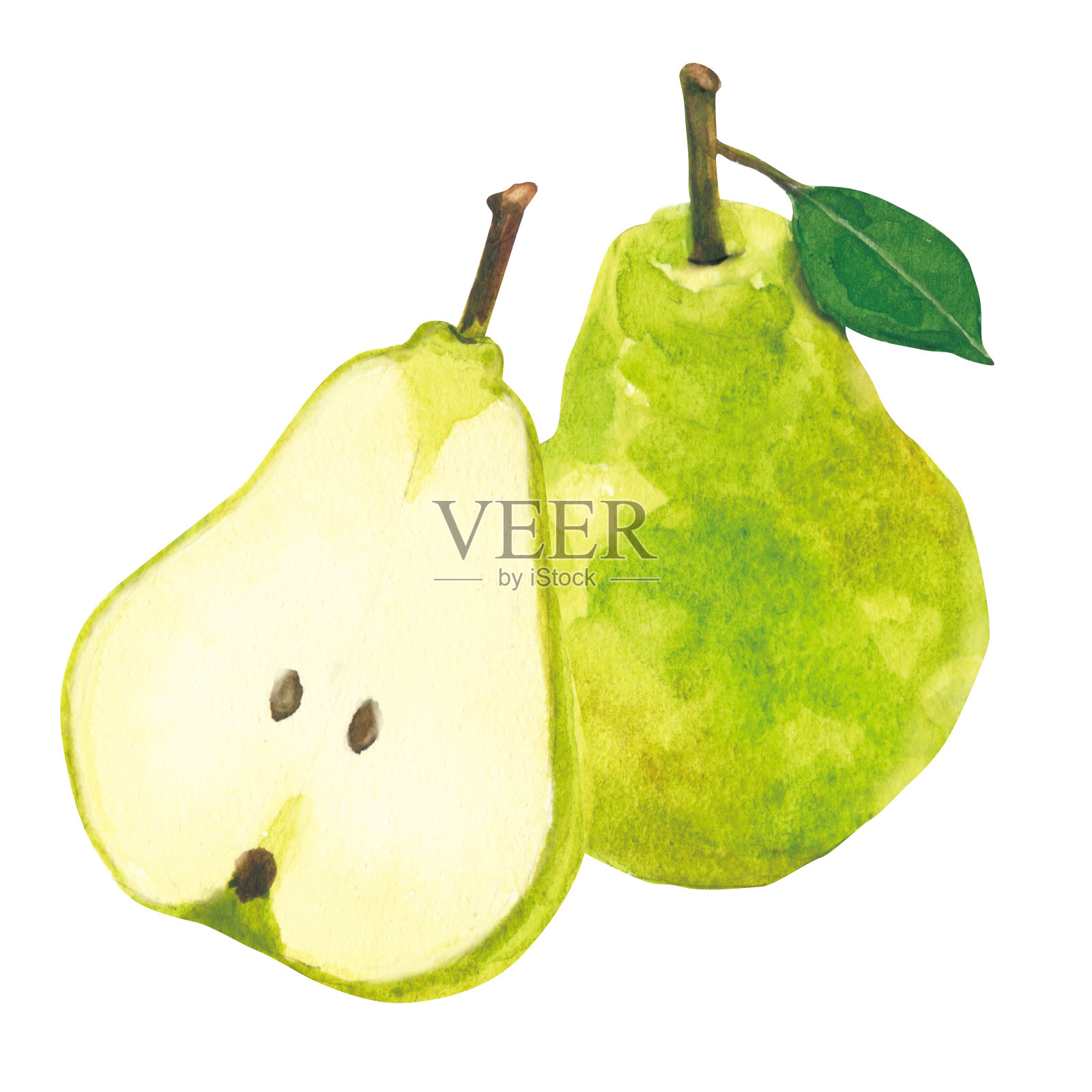 梨。水彩画在白色背景插画图片素材