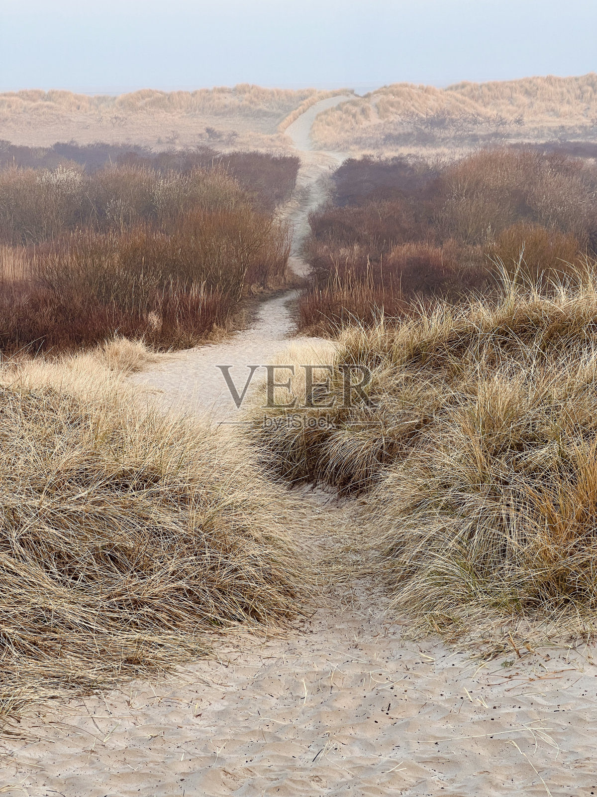Borkum沙丘照片摄影图片