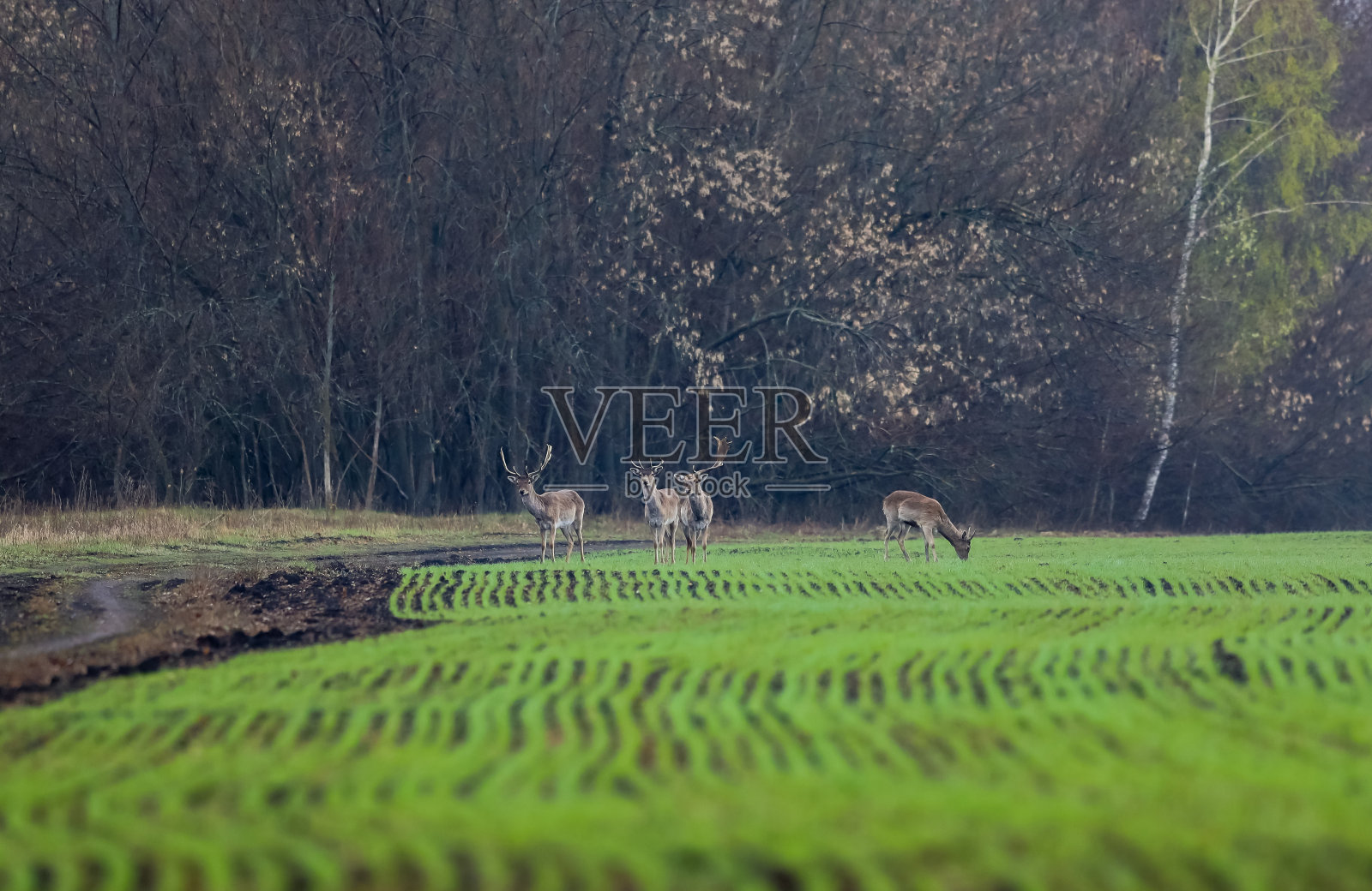 野鹿进入了早春播种谷物的农田照片摄影图片
