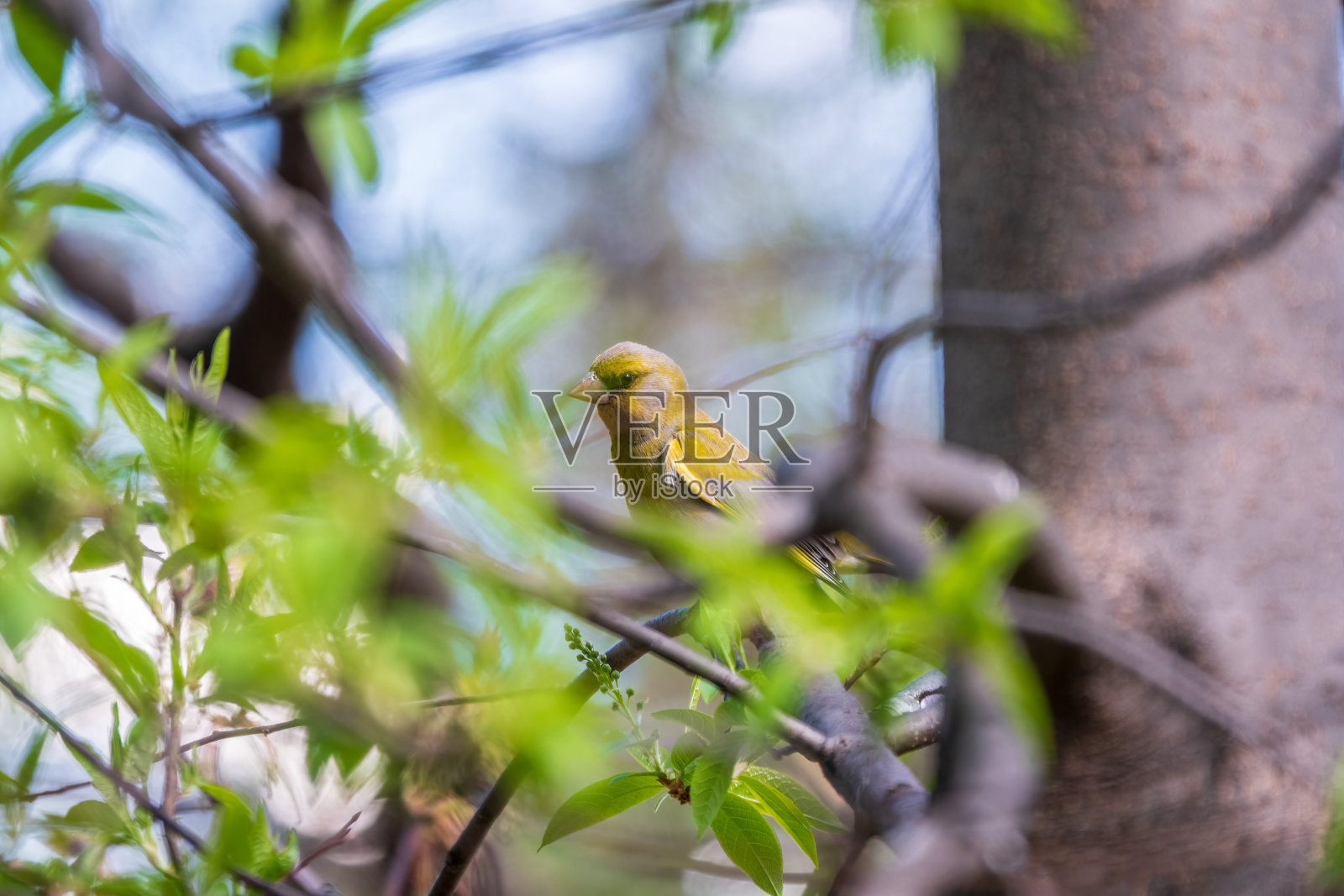 绿色和黄色的鸣禽，春天的欧洲绿翅雀坐在树枝上。照片摄影图片