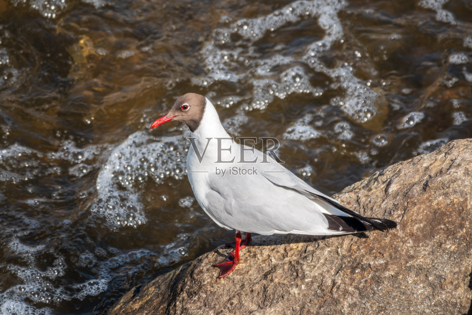 红嘴鸥,lat。蓝头藻，坐落在河岸上照片摄影图片