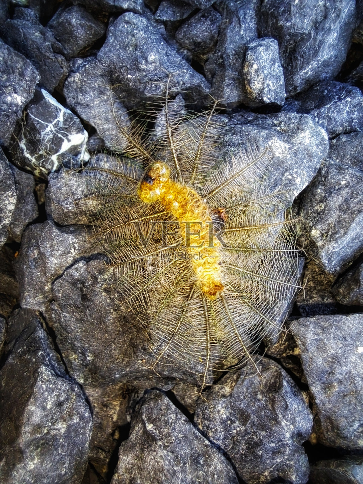 毛毛虫的身体照片摄影图片