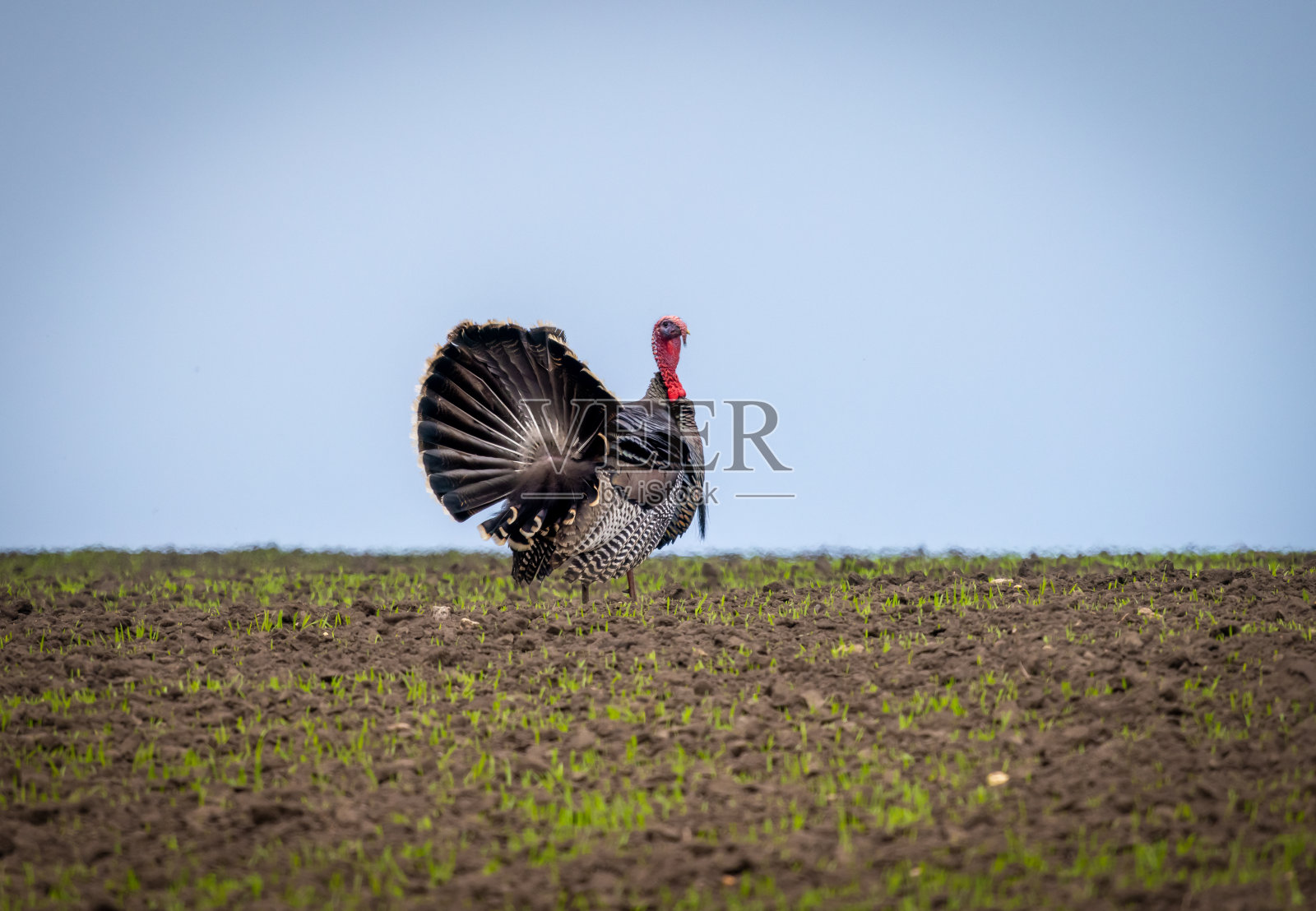 一只野火鸡跑到田里种着小麦的田里去找食物照片摄影图片